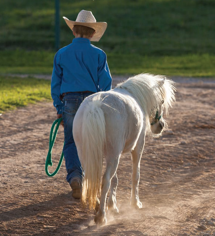 Leading a white pony across the arena